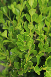 BUXUS MICROPHYLLA - JAPANESE BUXUS - Sydney's Plant Market